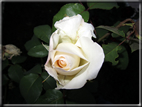 foto Rose